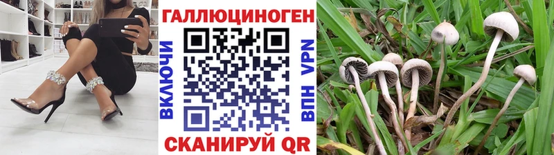 Псилоцибиновые грибы Psilocybe  Светлоград 